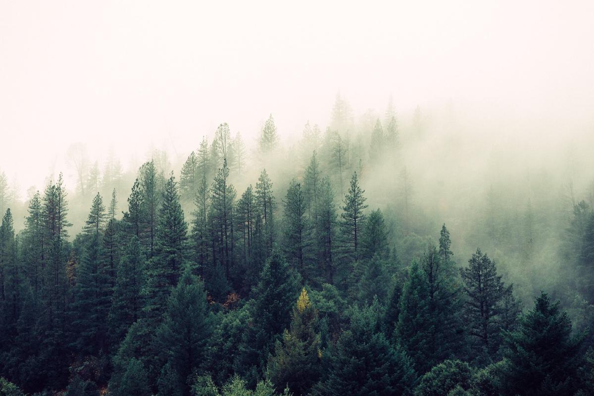 nature-forest-trees-fog.jpg